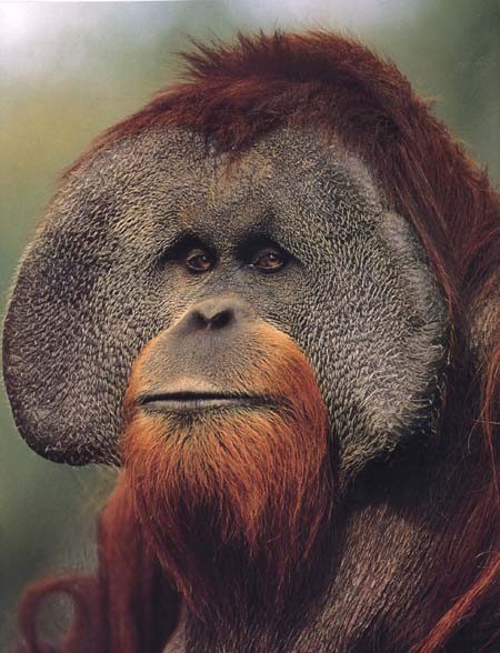 orangutan photos
