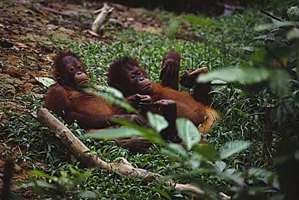 photograph of orang-utans